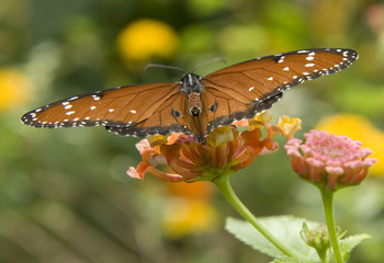 Danaus gilippus, Queen, butterfly