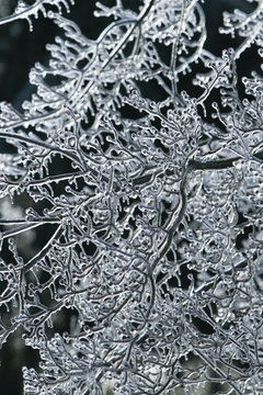 vertical ice covered tree branches