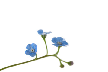 Forget-me-not flower isolated on white