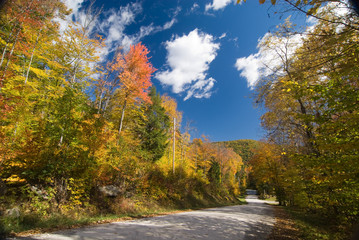 Dirt road crossing a spectacular forest