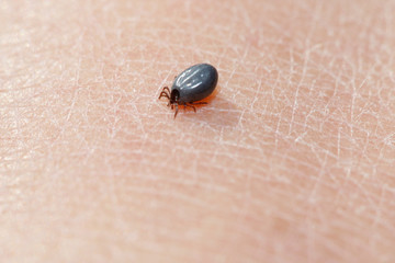 Gemeiner Holzbock - Zecke (Ixodes ricinus)