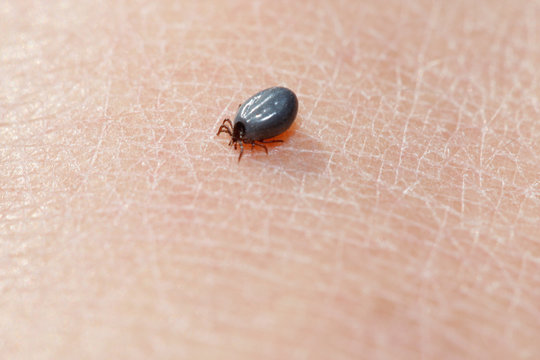 Gemeiner Holzbock - Zecke (Ixodes ricinus)