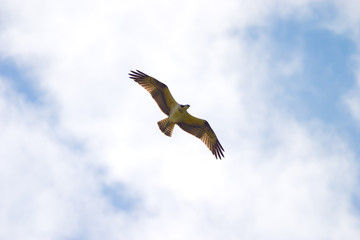 wild bird