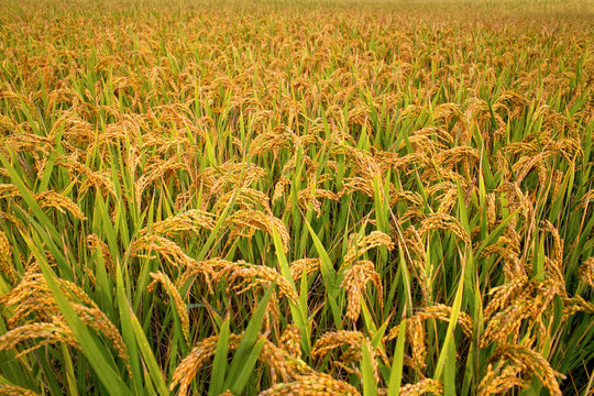 Autumn rice field