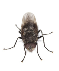 Extreme close-up of House fly isolated on white background.