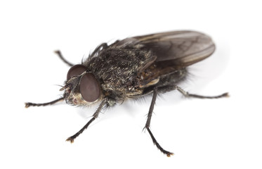 Extreme close-up of House fly isolated on white background.
