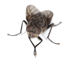 Extreme close-up of House fly isolated on white background.