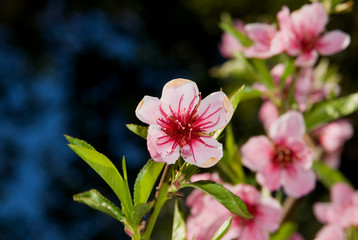 Blooming trees in a spring