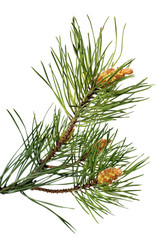 branch of christmas tree on white background