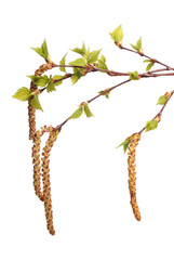 green leaves of birch on white background