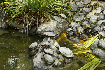 tortue