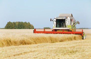 Obraz premium Cleaning of a wheaten field by a combine