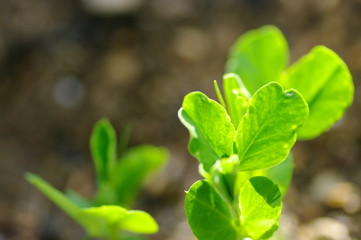 野菜の芽