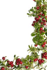 Frame from of the cowberry