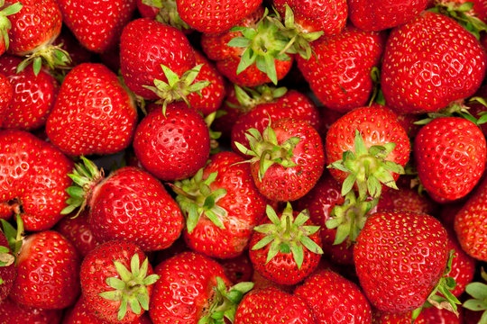 fresh strawberry crop