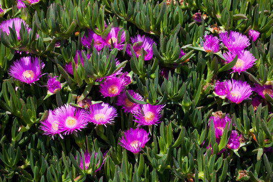 Pigface (Carpobrotus glaucescens)