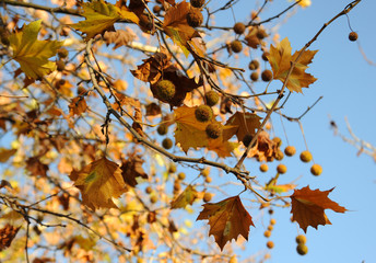 Platenen nuss im Herbst