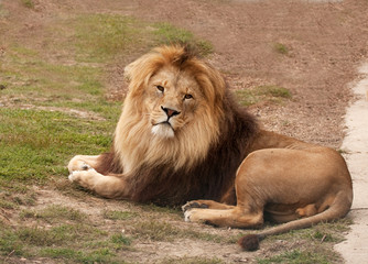 Naklejka premium lion lying on the ground
