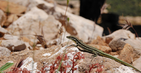 Lizzard Iguana - reptile