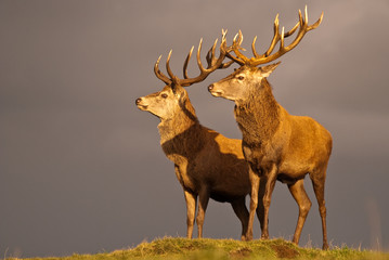 Pair of red deer stag at sunset waiting for the storm - obrazy, fototapety, plakaty