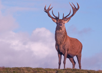 Red deer stag on the crest of a hill 2