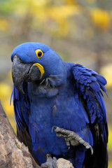 ara hyacinthe,anodorhynchus hyacinthinus