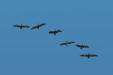 Pelicans in flight