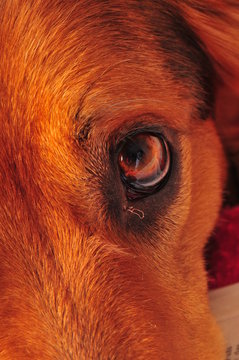 Hund