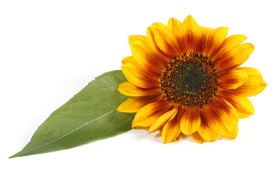 Obraz premium Yellow flower with a green leaf on the white background