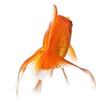 goldfish on white - view from behind