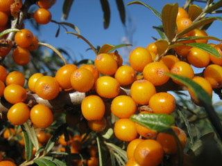 Sanddornbeeren zum Greifen nah