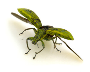 The Green bug is isolated on leucorrhoea background.