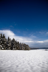 winter forest