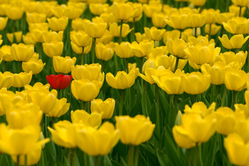Obraz premium Single red tulip in field of yellow