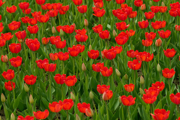 Red tulips field