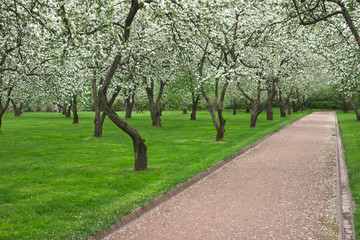 Fototapeta na wymiar Bloomy Apple Garden