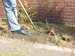 Mann mit langstieligem Kultivator arbeitet an Gartenbeet