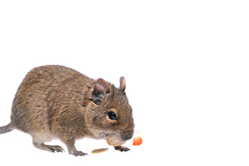 Degu on white