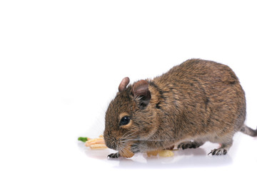 Degu on white