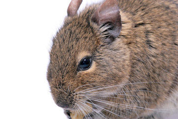 Degu on white