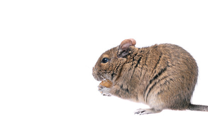 Degu on white