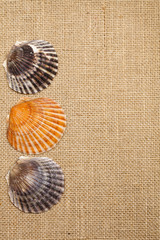 three natural sea shells on jute , background