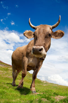 Vaca