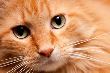 Adorable Orange Kitty cat posing for the Camera