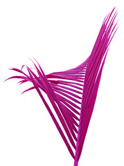 palme rose fond blanc