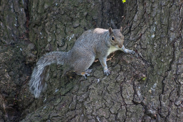 Grey squirrel on tree bark