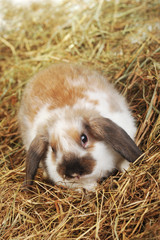 Fototapeta premium rabbit on hay