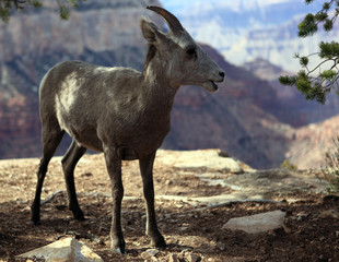 mouflon du grand canyon