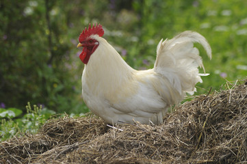 Landwirtschaft - Hühnerhaltung