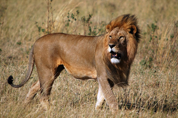 African Lion